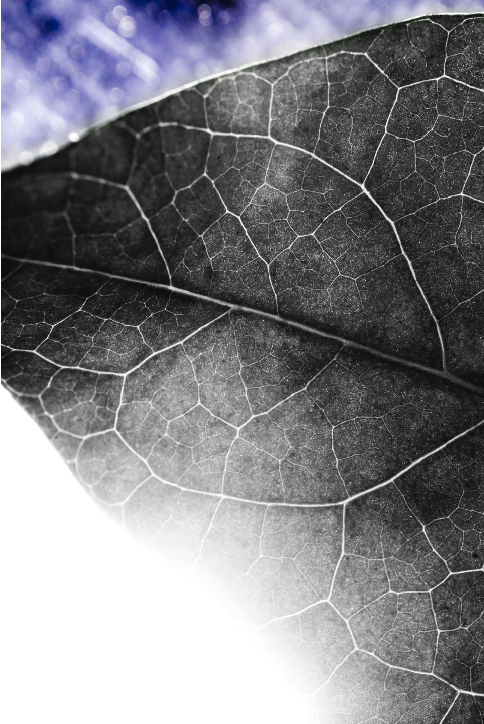 CEIP - Background